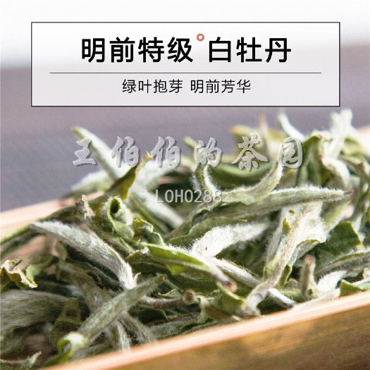 福鼎市茶厂】花香水甜白牡丹福鼎白茶寿眉贡眉白毫银针高山日晒太姥山