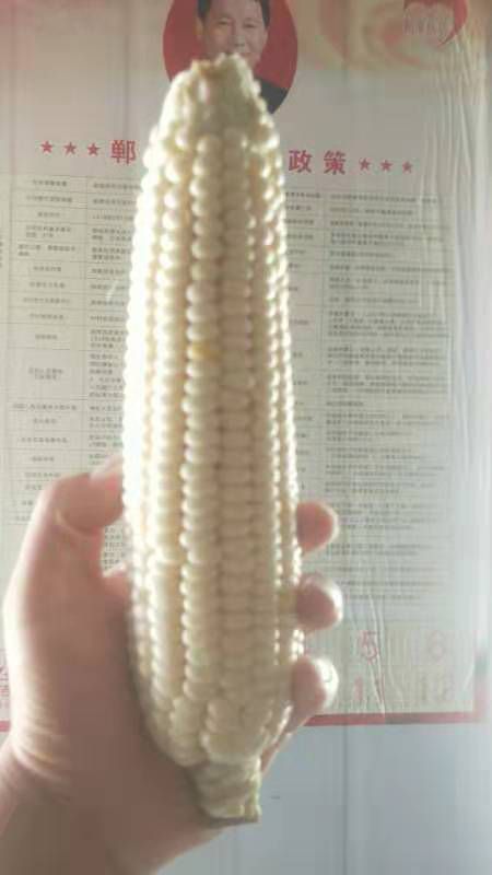 郸城县甜糯玉米 自己家种的三十亩地的！粘糯玉米！白色的！价格便宜！急卖急急急
