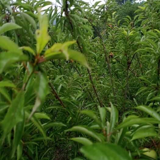 简阳市蜂糖李树苗 一手贷源放心购买，免费提供技术，手续齐全。