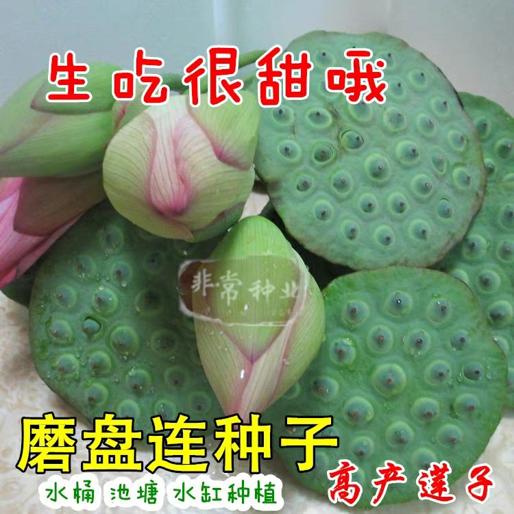 邵东市碗莲种子 水果磨盘高产莲子种子大田荷塘种植1斤