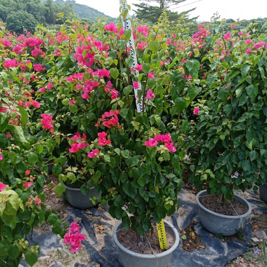 漳浦县四季红三角梅，福建三角梅基地，三角梅直销