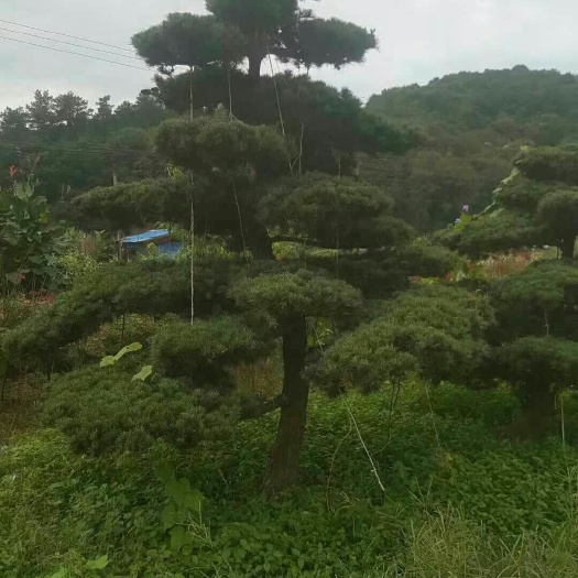 宁波 罗汉松