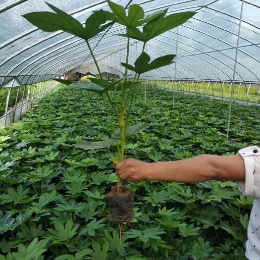 周至县 八角金盘 耐阴植物 陕西周至苗圃直销