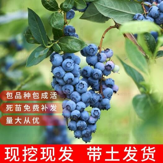 尚志市蓝丰蓝莓苗  蓝莓苗 北路 蓝丰 美登 瑞卡等东北抗寒品种哈