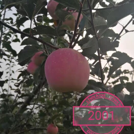 昭通 昭通苹果