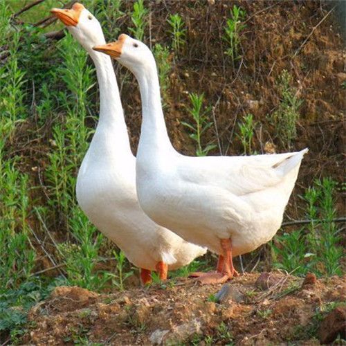 昆明 白鹅苗