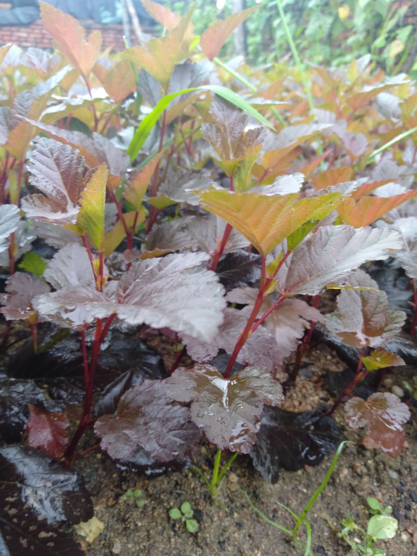 金叶风箱果  紫叶风箱果