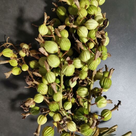 重庆市 新鲜砂仁
