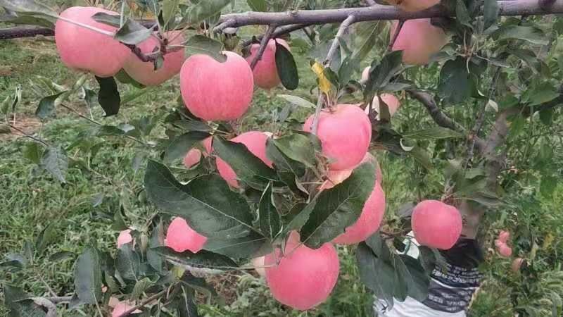 泾川县 新鲜早熟苹果