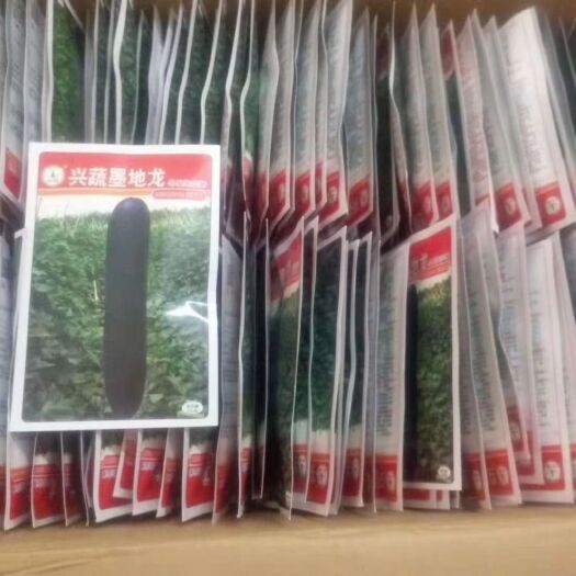 英德市冬瓜种子，墨地龙冬瓜种子