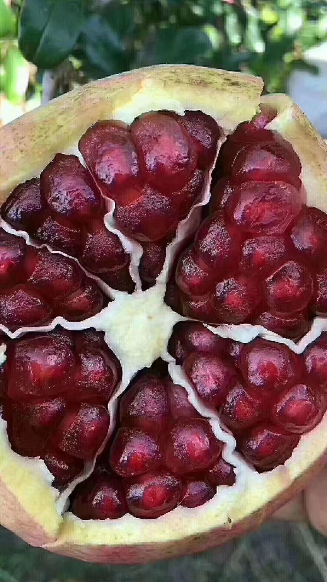  中国石榴之乡 石榴品质保证第一