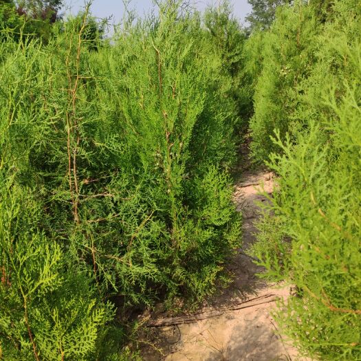绛县窄冠侧柏 精品侧柏