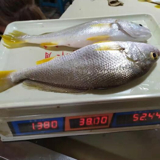 金鲳鱼 白伟海鱼0.5-1.0斤每条规格