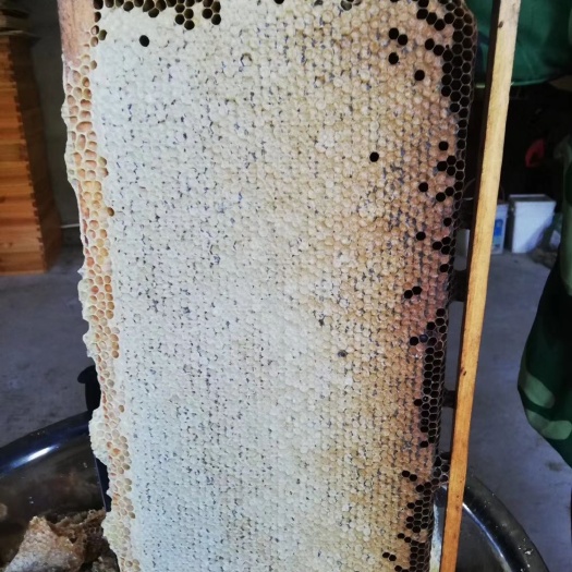 庄河市蜂巢蜜 自家秋季成熟百花蜜