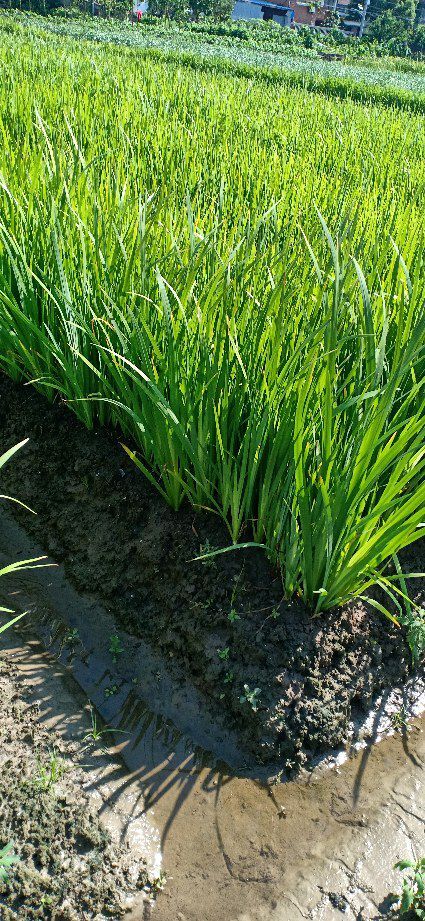 杭州黄菖蒲 基地大量供应