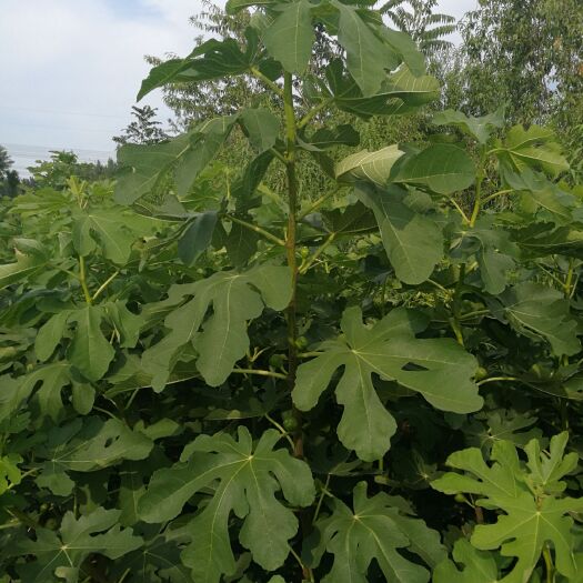 泰安 波姬红无花果苗