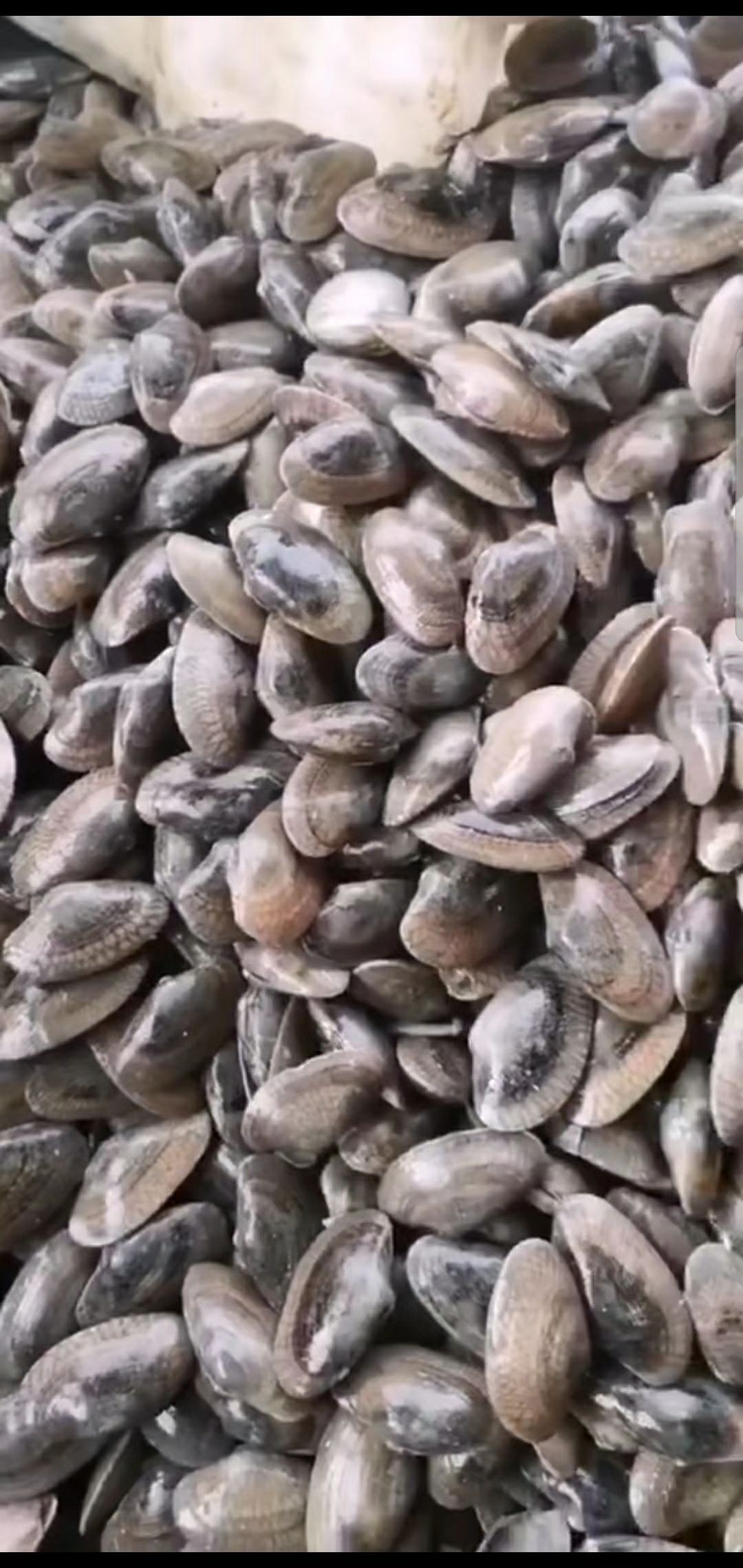 油蛤 油甲