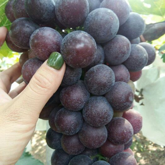 萧县 夏黑葡萄白菜价了