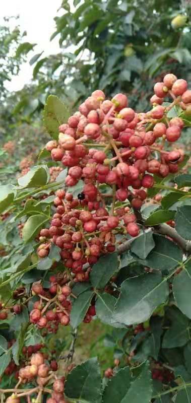 富平县大红袍花椒 特级 干花椒 