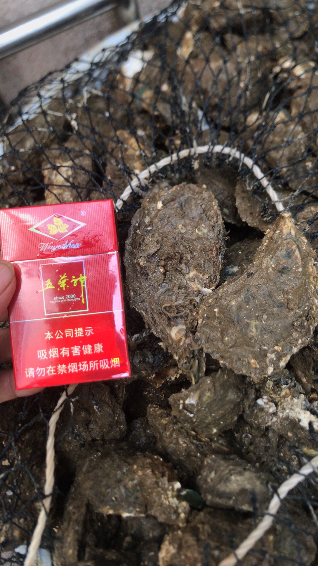 汫州牡蛎福建生蚝开半壳生蚝 一元生蚝6－9规格，烧烤自助食材