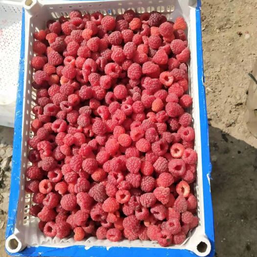 宾县 红树莓，冻果