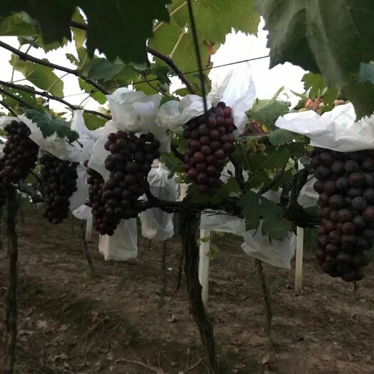 灌云县 新上市夏黑套袋葡萄限量批发
