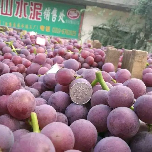 威县 河北威县葡萄