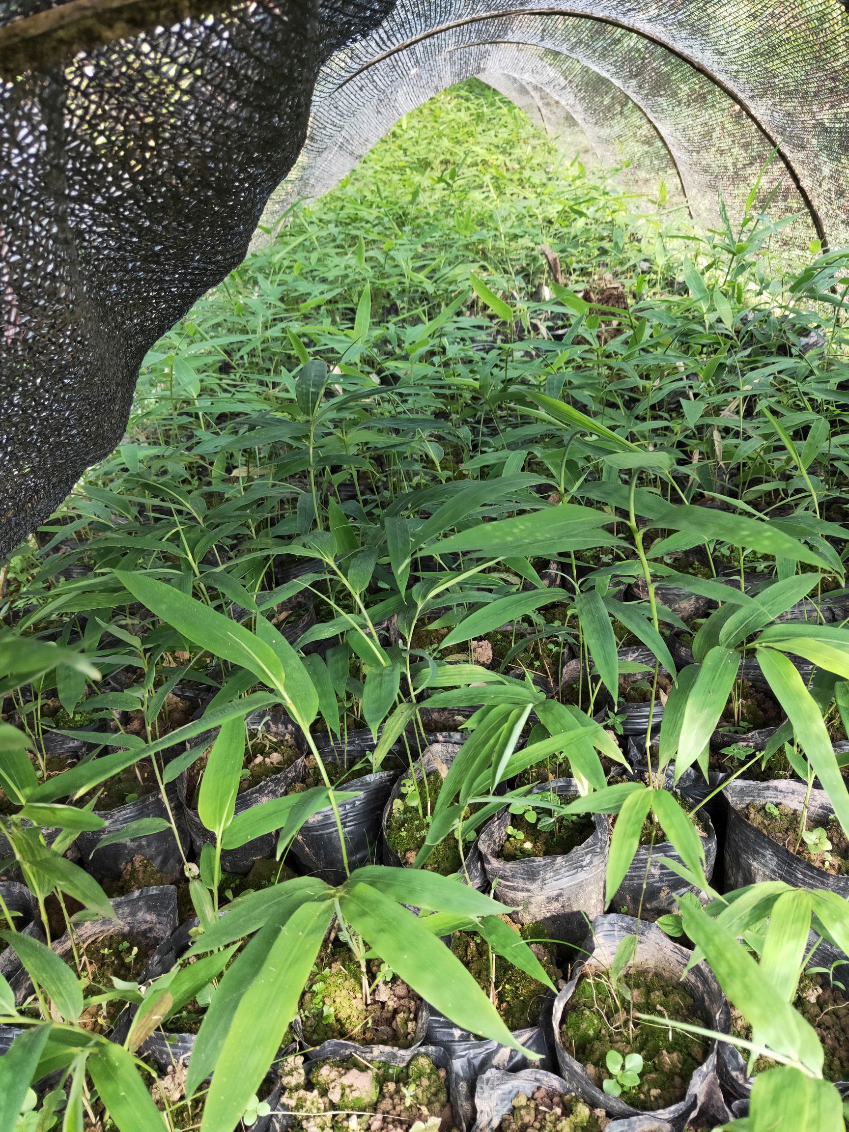 供应大厅  种子种苗  竹苗 收藏 分享