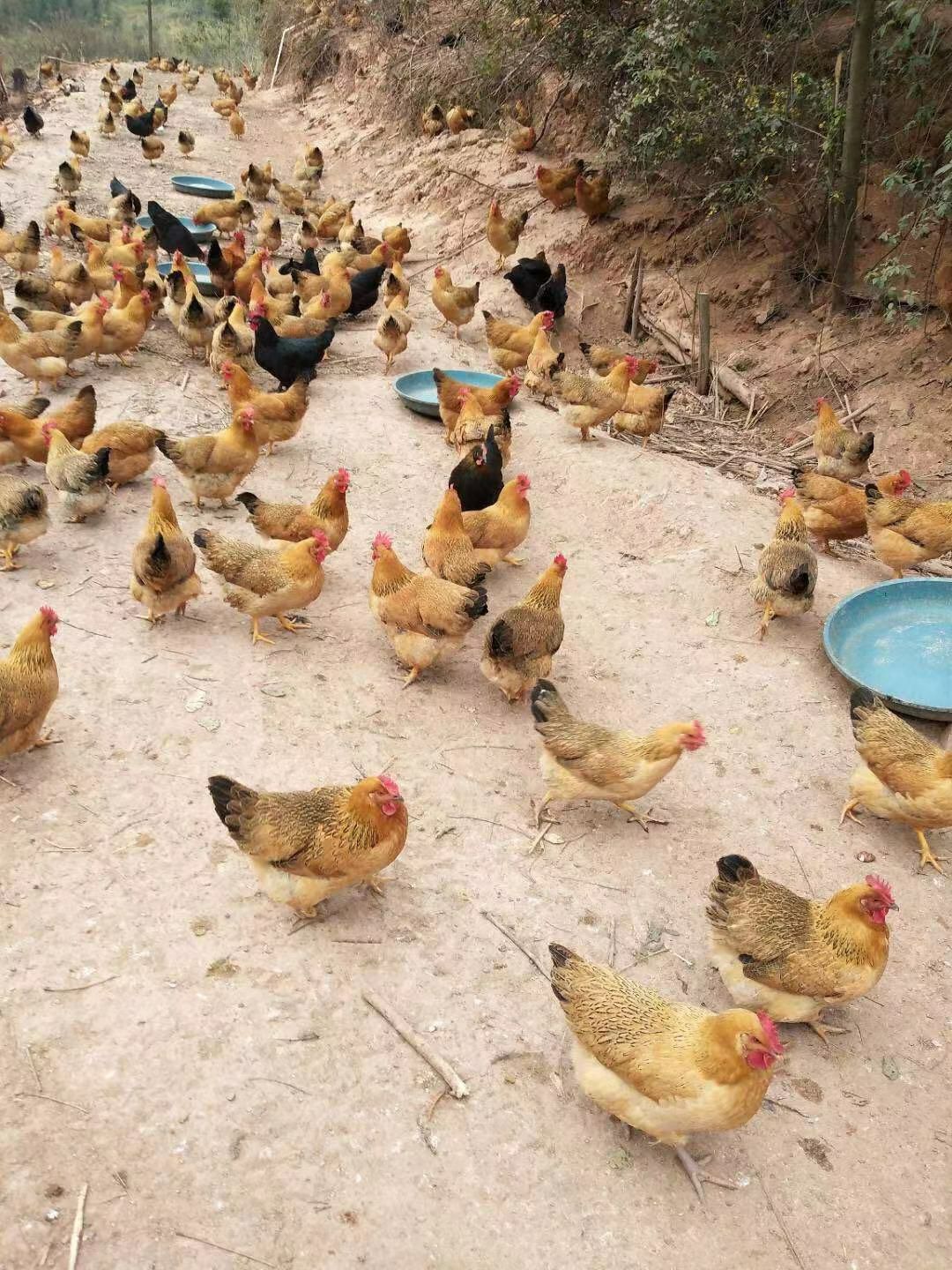  灵山土鸡苗，品质保证，惠农优选，值得信赖