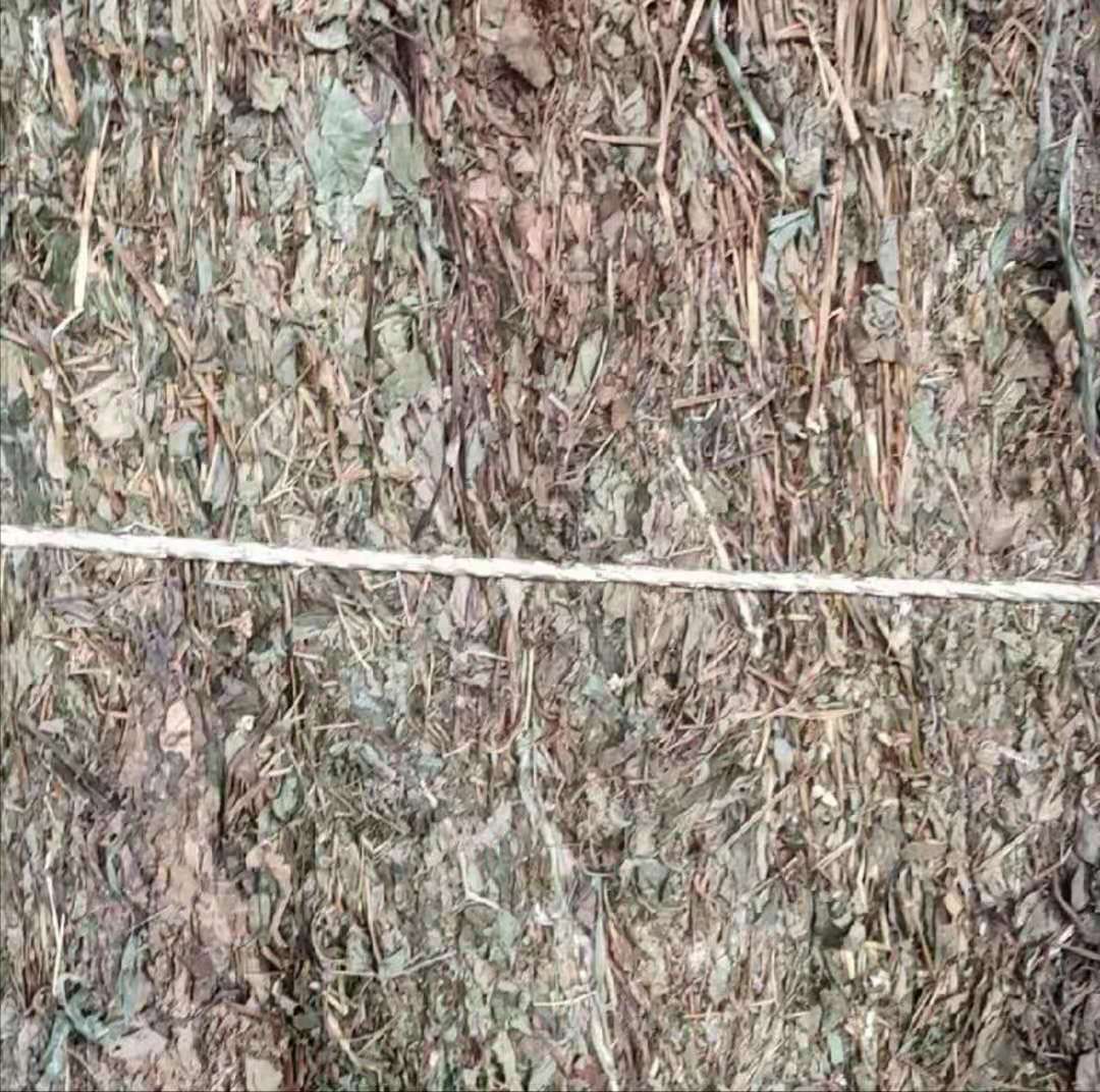 红茎鱼腥草  专业从事鱼腥草茶系列产品的深度开发和市场营销