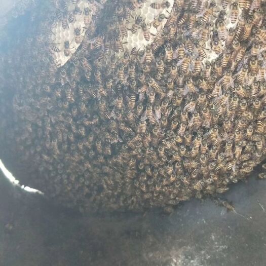 景洪市 西双版纳深山野生蜂蜜