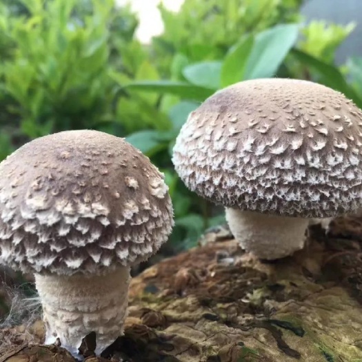  反季节香菇菌种 特级种优质高产