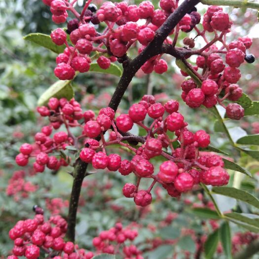 汉源县 汉源花椒，贡椒，娃娃椒