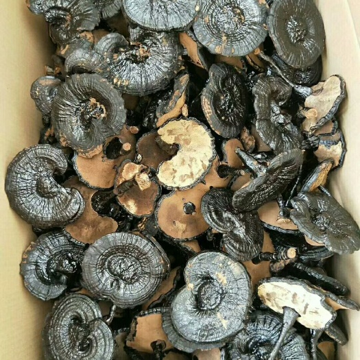 冠县黑灵芝 长腿
