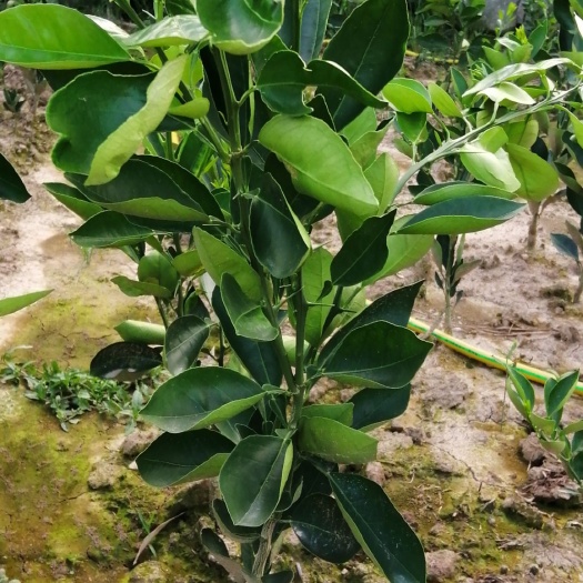 秭归县 卡拉卡拉红肉脐橙苗木 苗木地径3cm以上红肉脐橙苗木