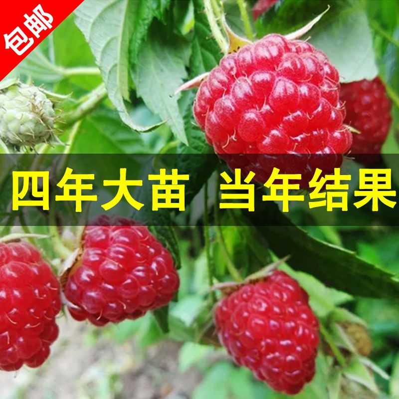 红树莓苗  树莓苗 占地树莓苗 量大联系 浩海浆果