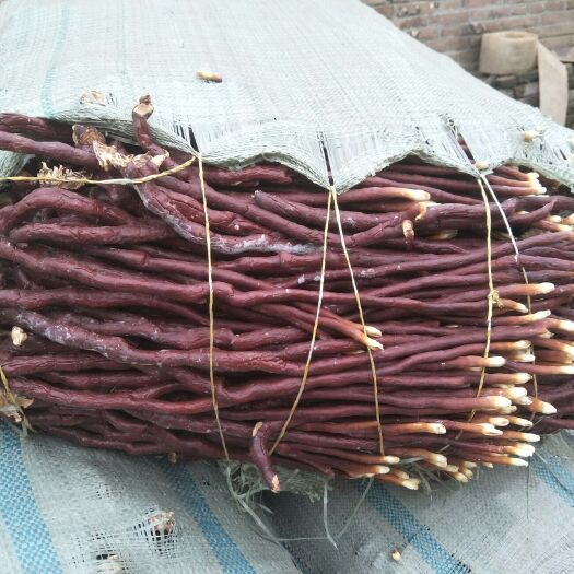 冠县人工灵芝 鹿茸芝