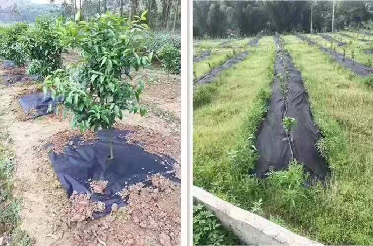 德州 全新料防草布 除草地布 防草布钉厂家直销规格齐全