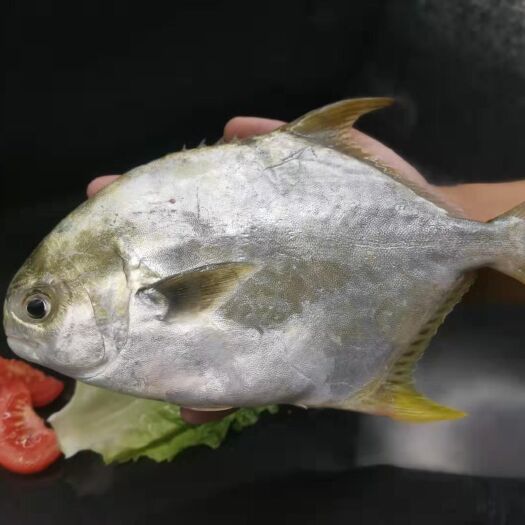  金鲳鱼，海南海捕金鲳