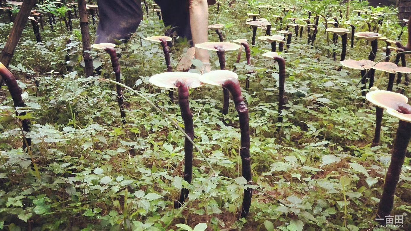 黑灵芝菌种特级种林下生态种植