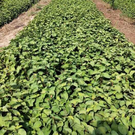 剑阁县红茎鱼腥草  专业从事鱼腥草茶系列产品的深度开发和市场营销
