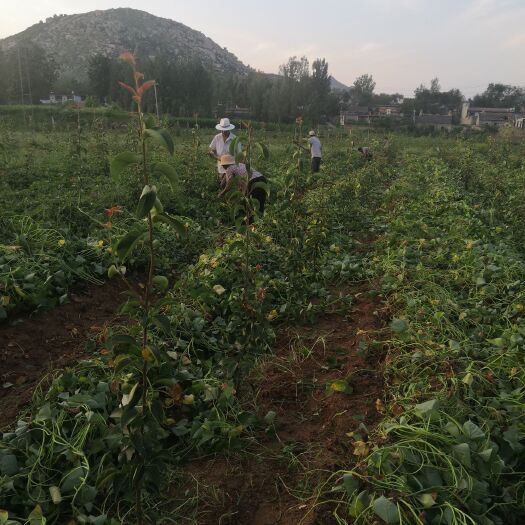 滕州市红心红薯 农产品，富硒地三十年没用过化肥农药，纯人工除草不打灭草