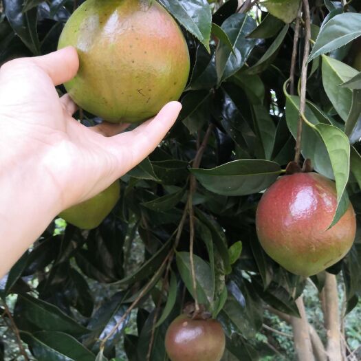 四会市大果红花油茶苗