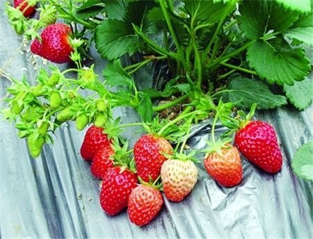 沂南县久香草莓苗 10~20公分 地栽苗