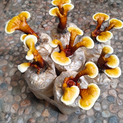  赤灵芝菌种高产优质
