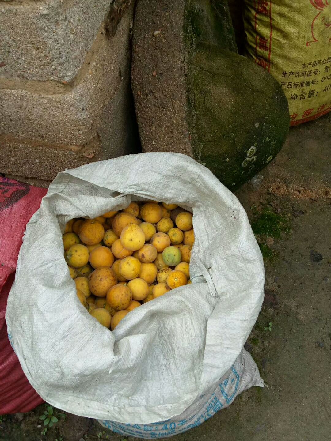 枳壳苗批发价格便宜枳壳苗种子预定优惠