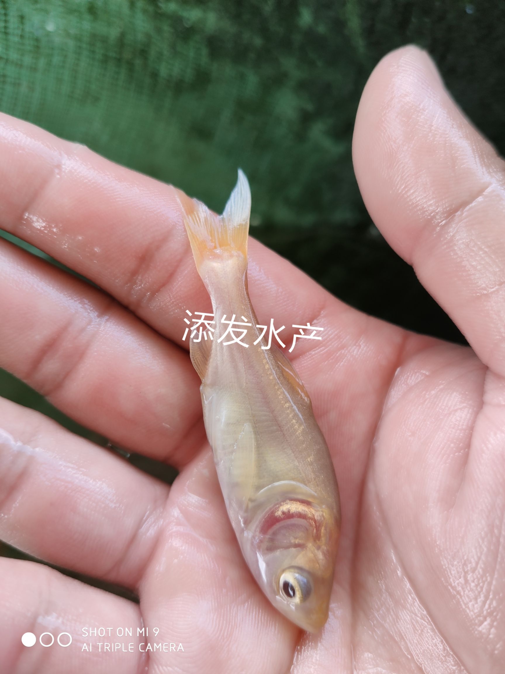 广州 添发水产大量出售金大头鱼苗 金鳙鱼苗