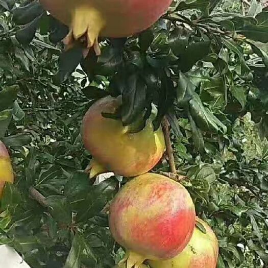会理市 大凉山会理硬籽甜石榴