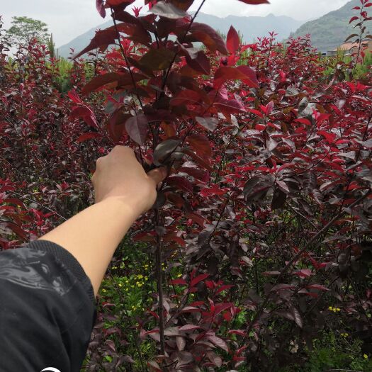周至县 紫叶矮樱
