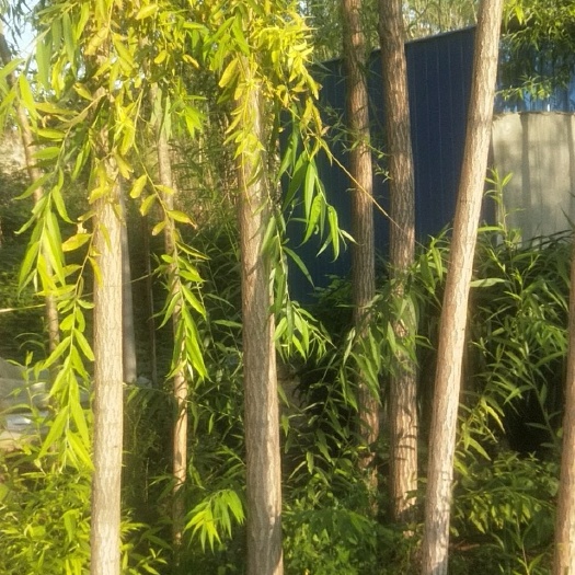 隆尧县 柳树苗